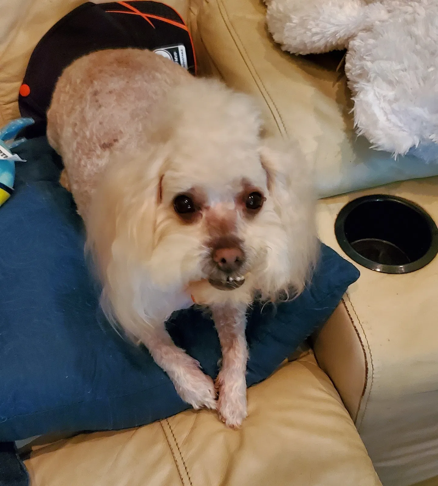 Lost dog in Missouri City, TX, 77489