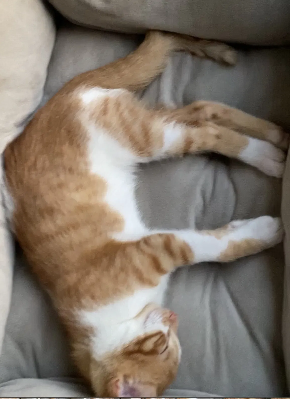 Lost cat in Torrance, CA, 90503
