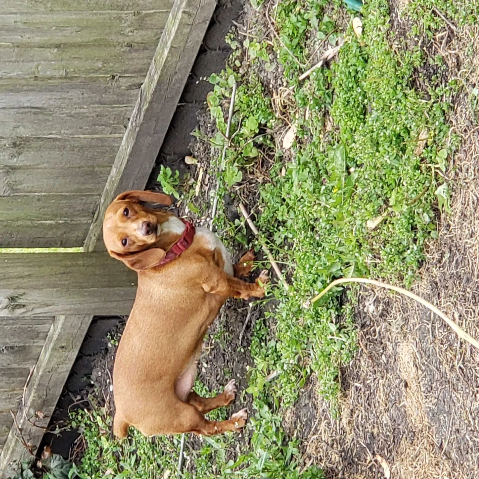 Lost dog in Indianapolis, IN, 46234