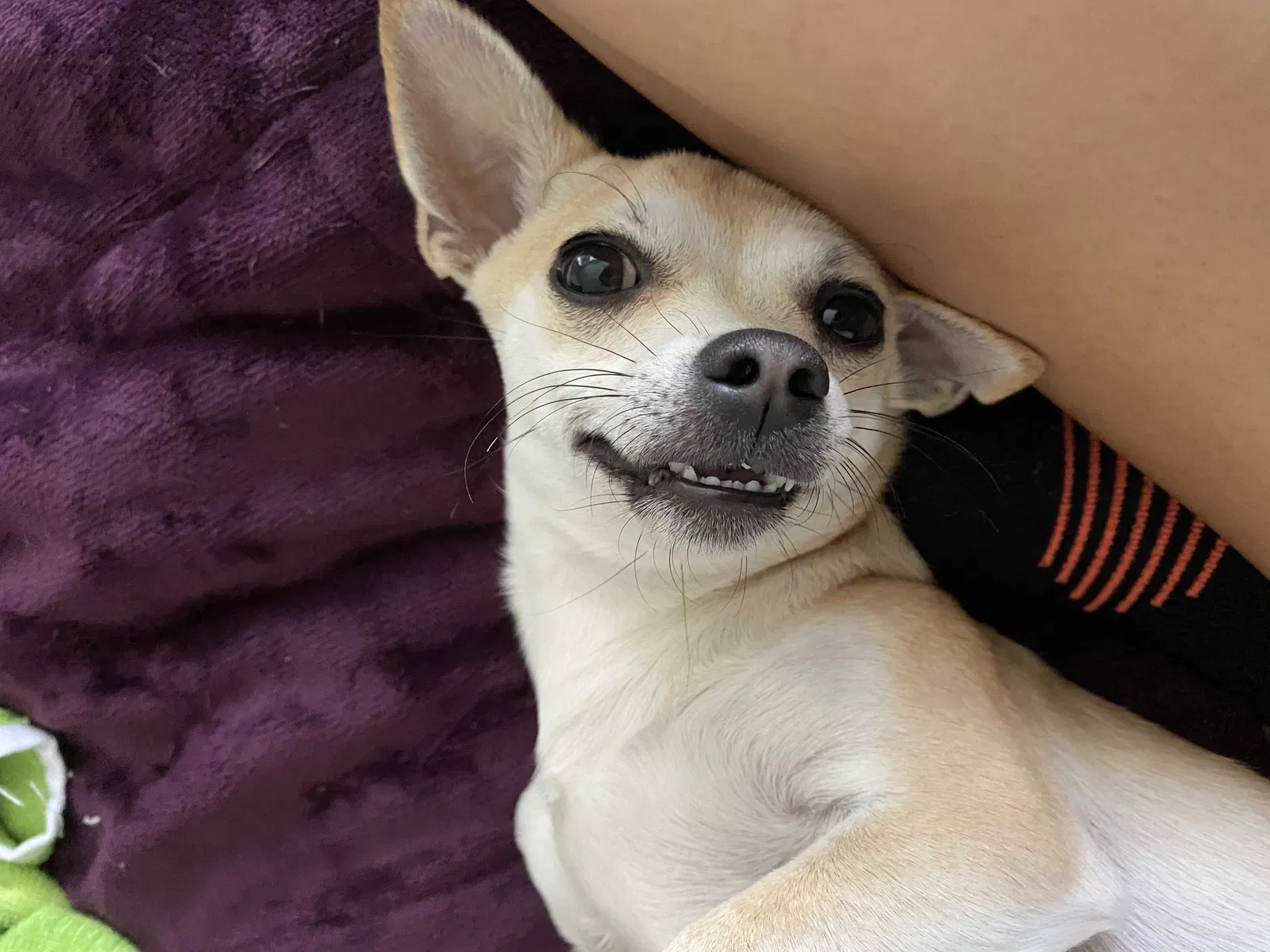 Lost dog in Phoenix, AZ, 85004