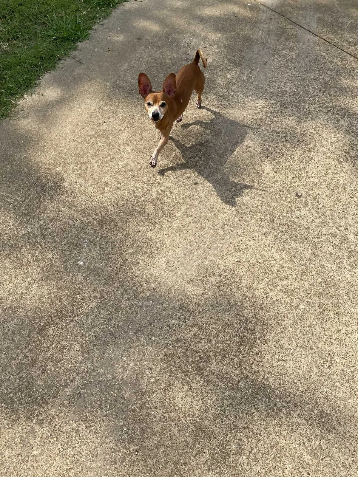 Lost dog in Garland, TX, 75040