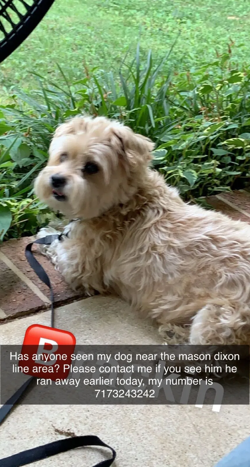 Lost dog in New Freedom, PA, 17349