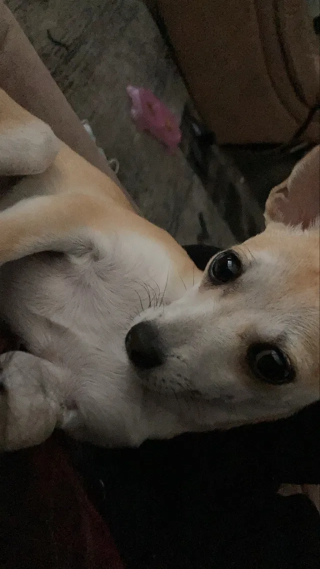 Lost dog in Phoenix, AZ, 85004