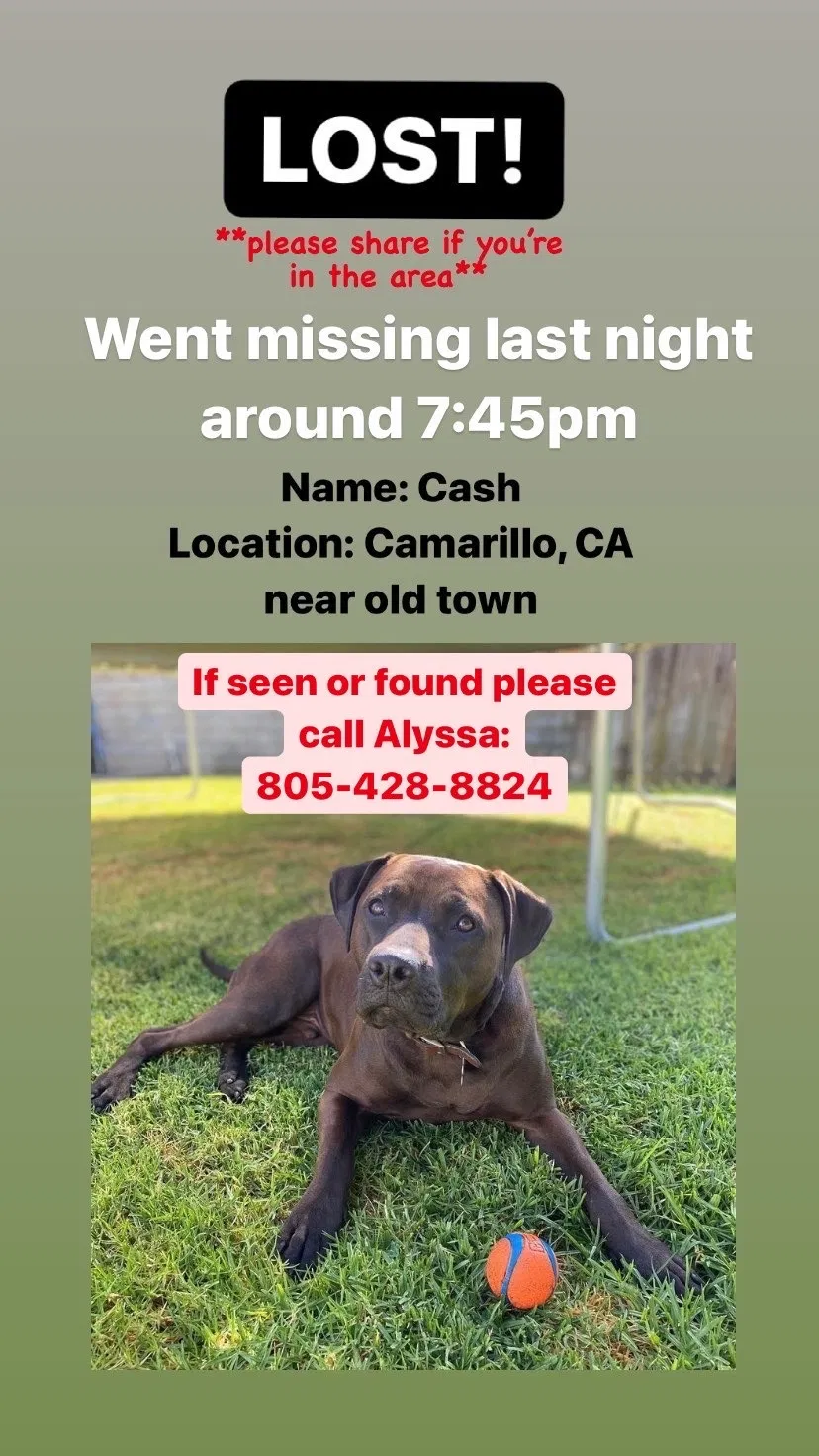 Lost dog in Camarillo, CA, 93010