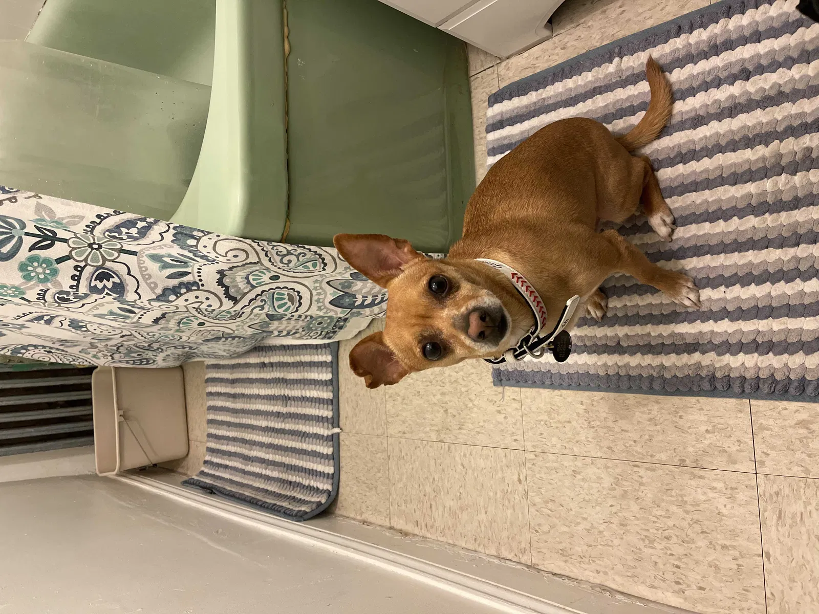 Lost dog in Central Islip, NY, 11722