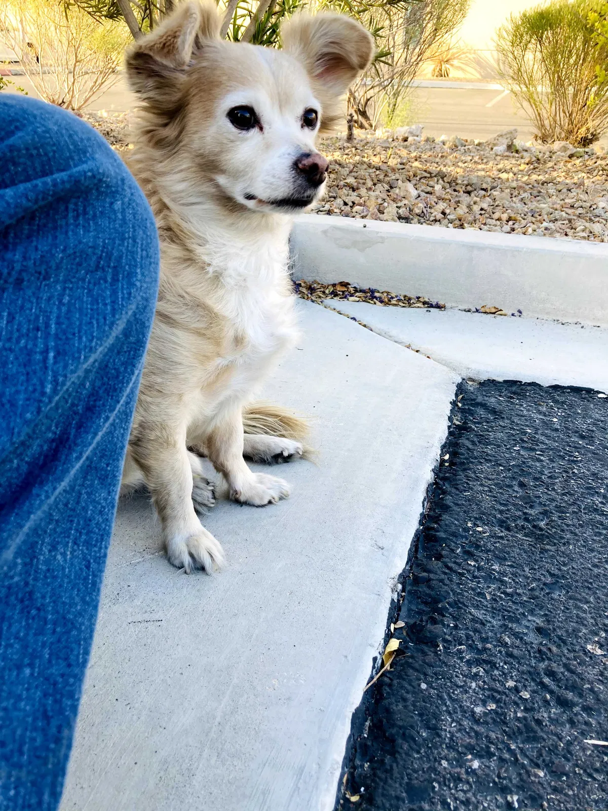 Lost dog in Las Vegas, NV, 89109