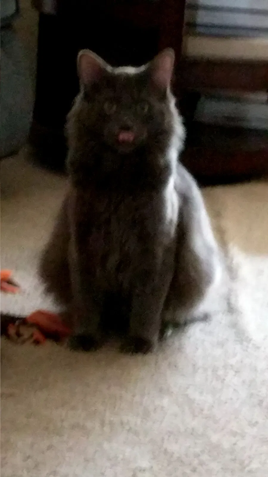 Lost cat in Mabelvale, AR, 72103