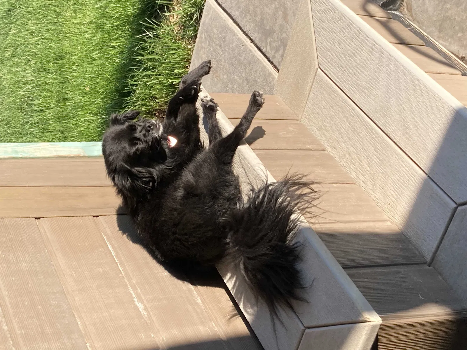 Lost dog in Pueblo, CO, 81005