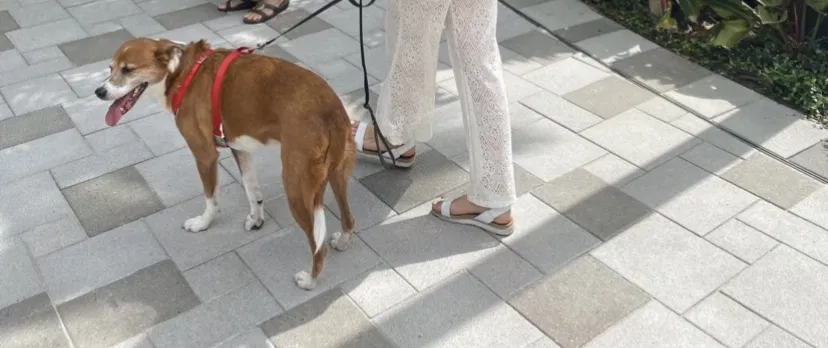 Lost dog in Saint Petersburg, FL, 33709