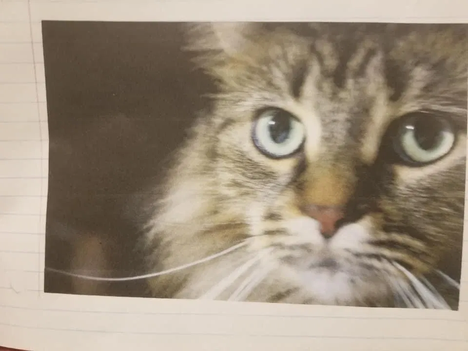 Lost cat in White Lake, MI, 48386