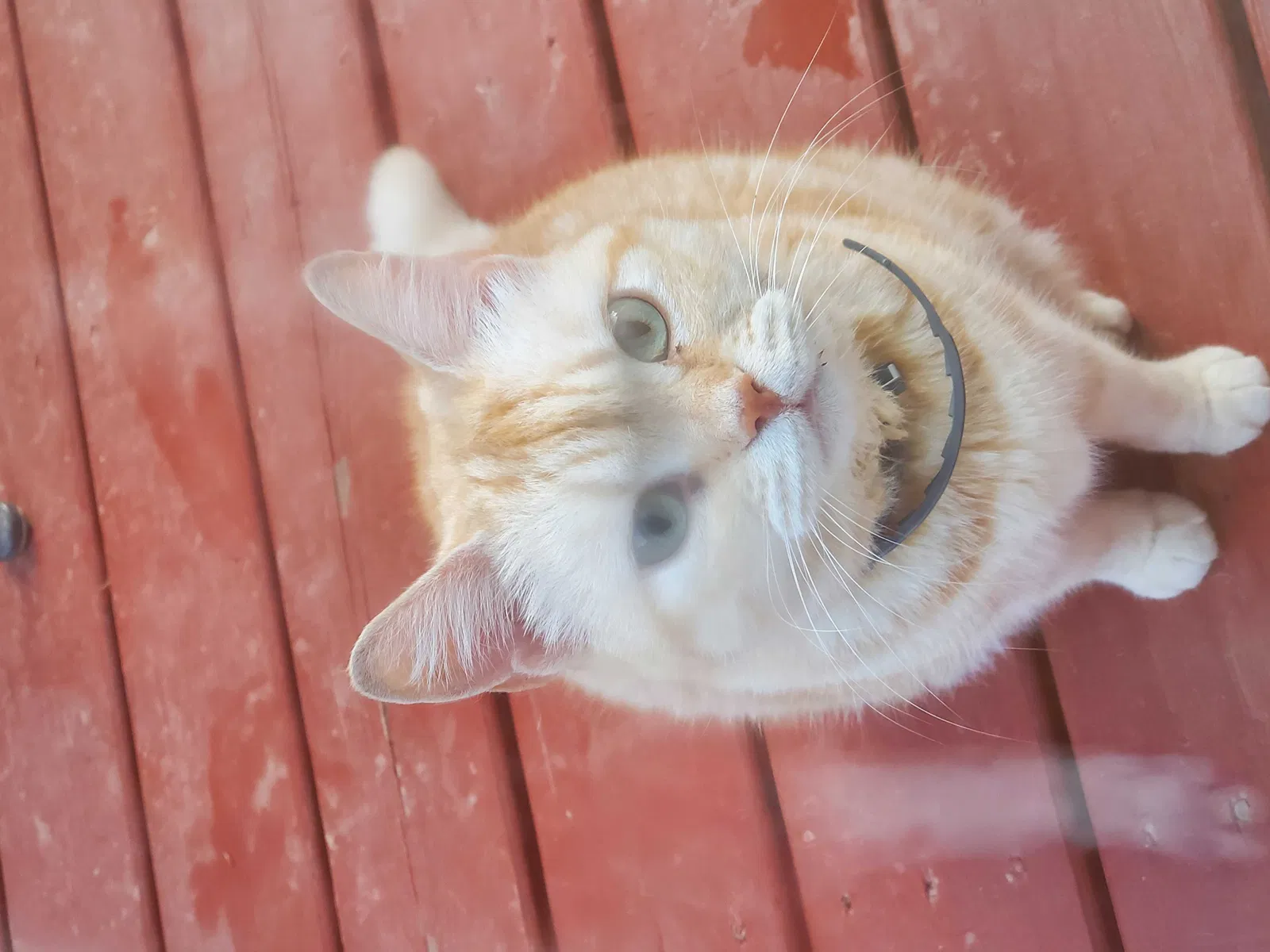 Found cat in Mount Holly Springs, PA, 17065