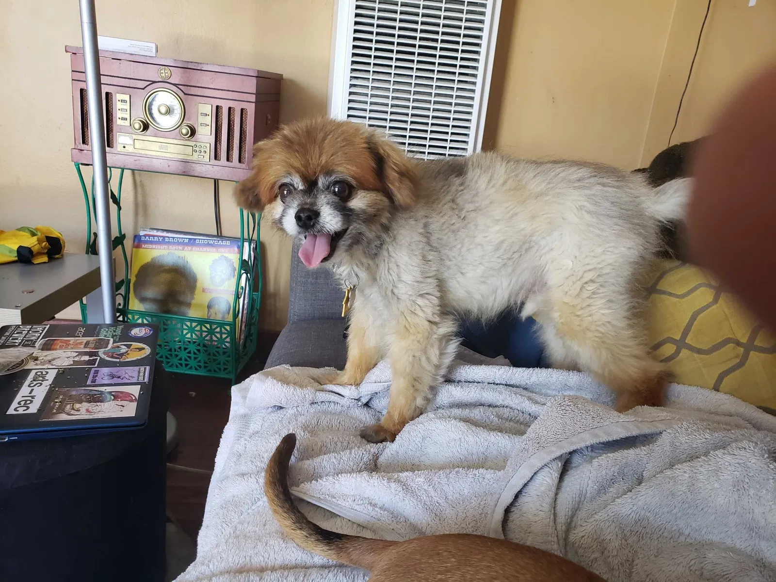 Lost dog in San Diego, CA, 92102