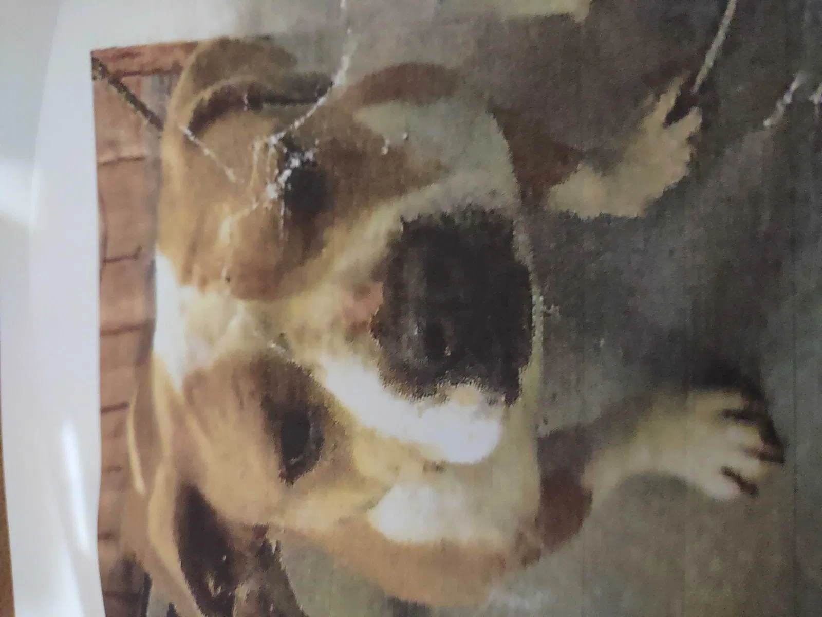 Lost dog in Olivehurst, CA, 95961