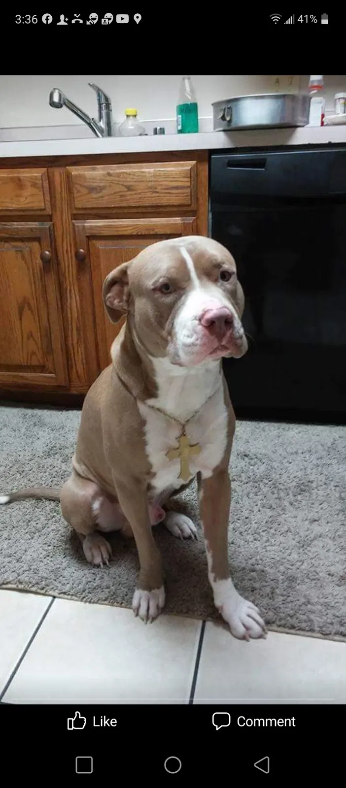 Lost dog in Memphis, TN, 38107