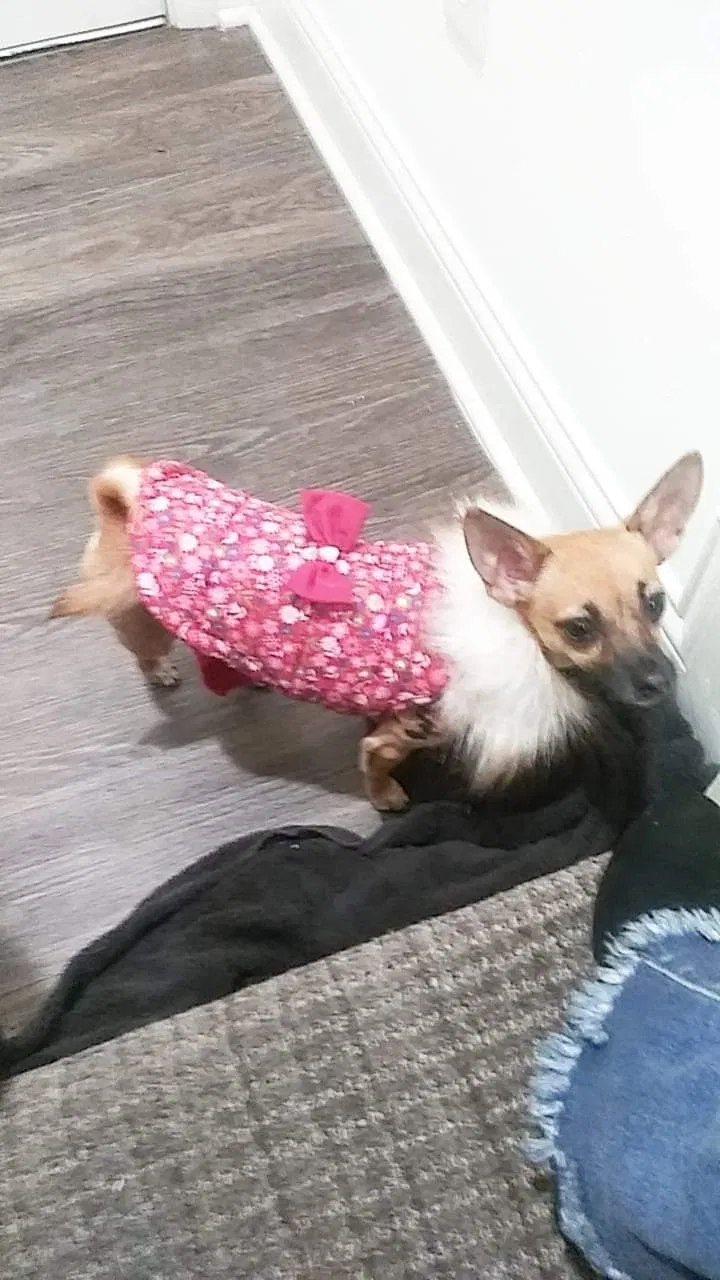 Lost dog in Detroit, MI, 48238