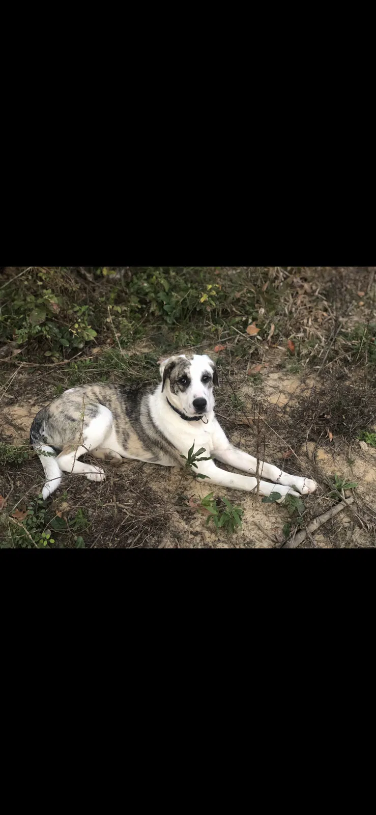 Lost dog in Mohawk, TN, 37810