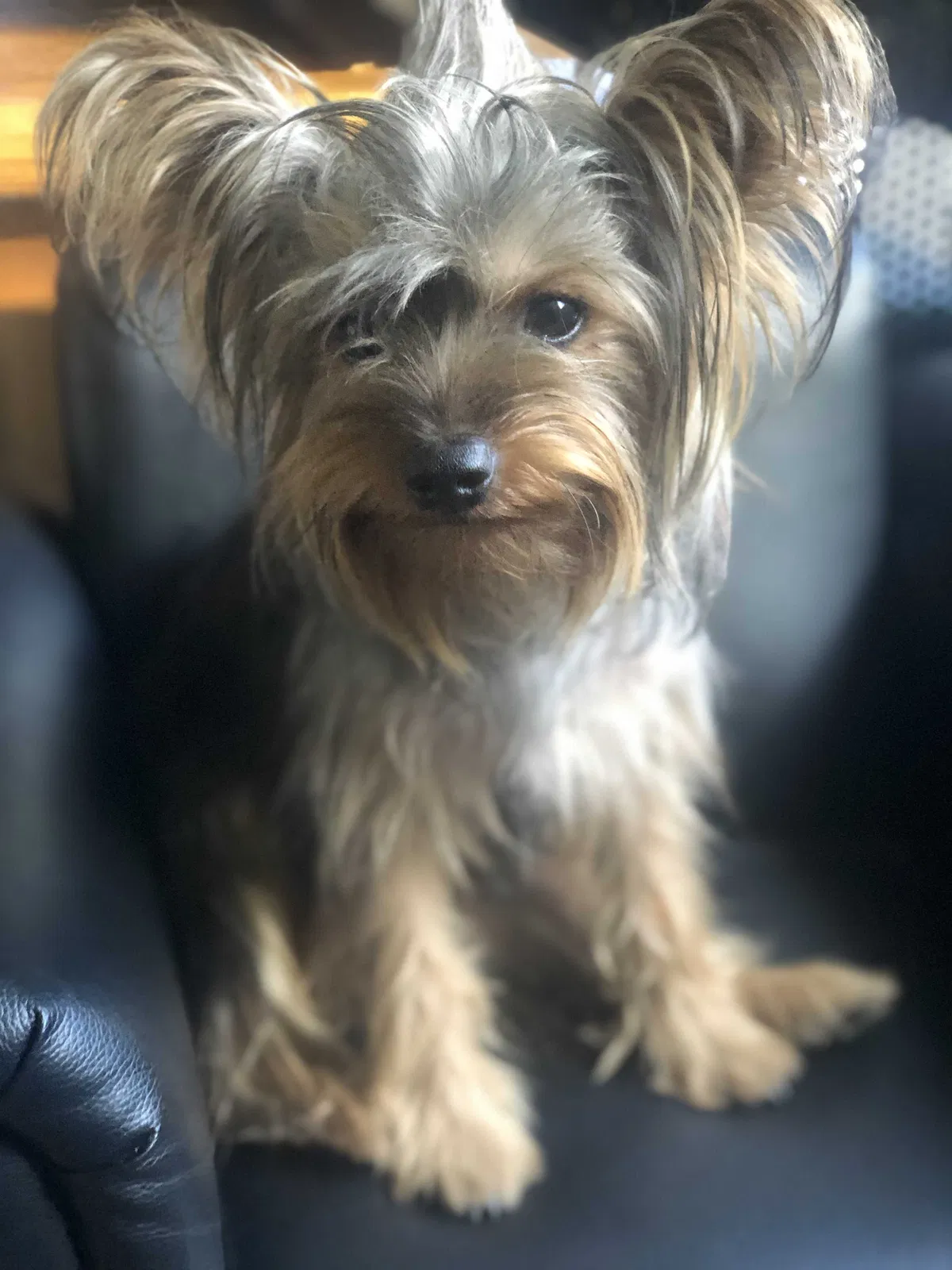 Lost dog in Orchard, TX, 77464