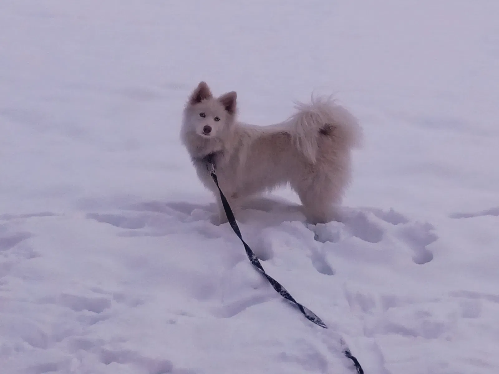 Lost dog in Sidney, OH, 45365