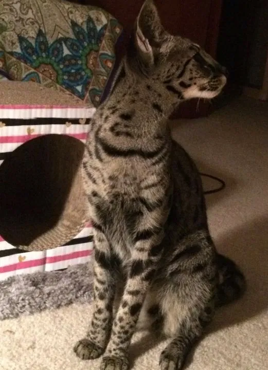 Lost cat in Oklahoma City, OK, 73115