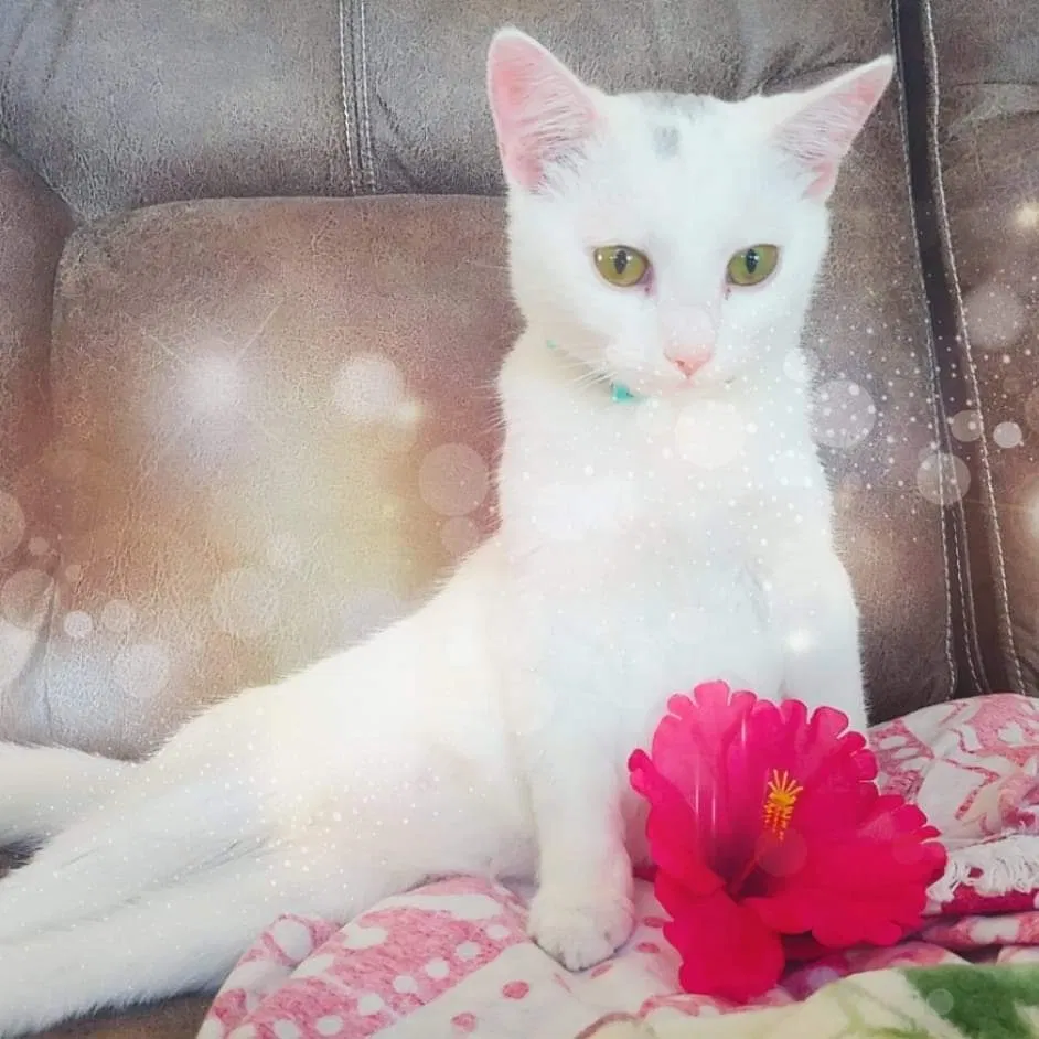 Lost cat in Azle, TX, 76020