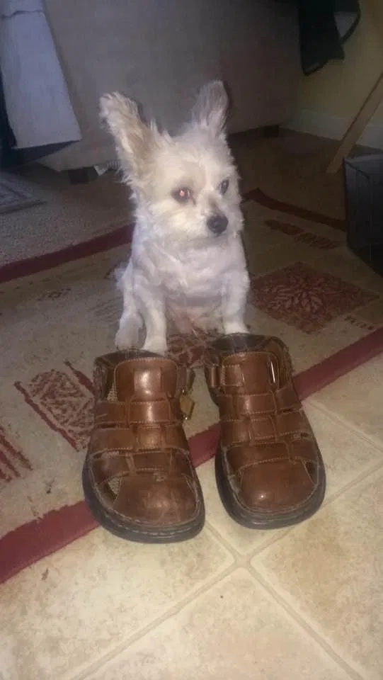 Lost dog in Charlestown, IN, 47111