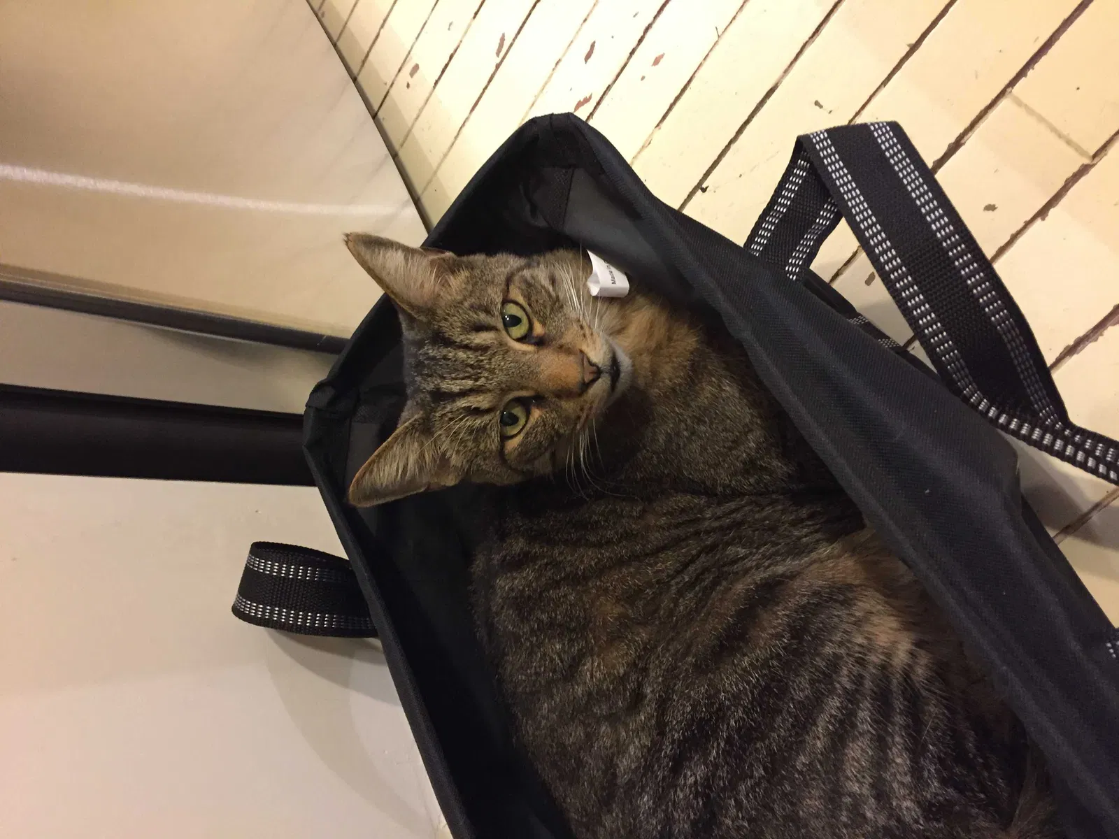 Lost cat in Unknown, IN, 57304