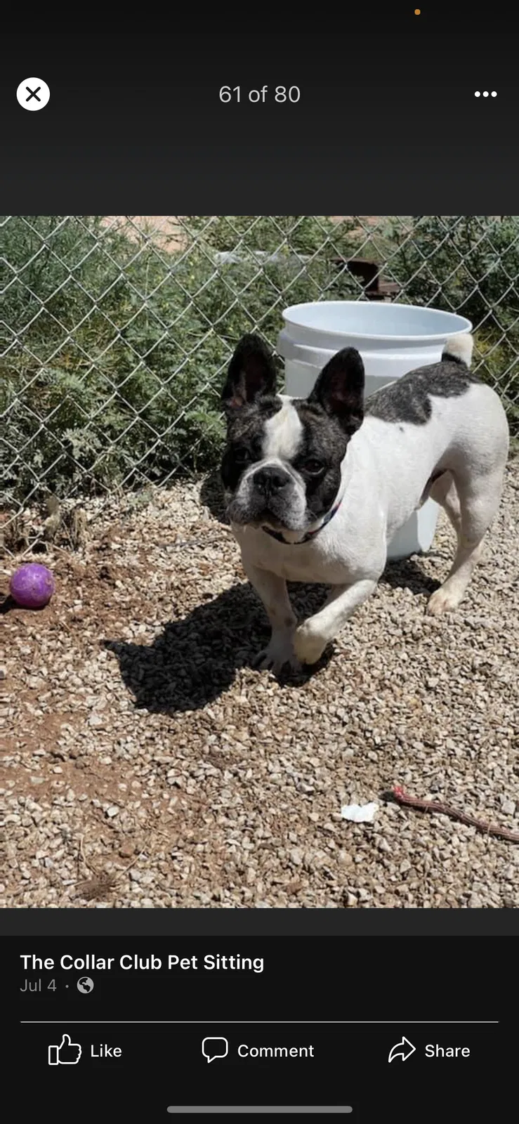 Lost dog in El Paso, TX, 79904