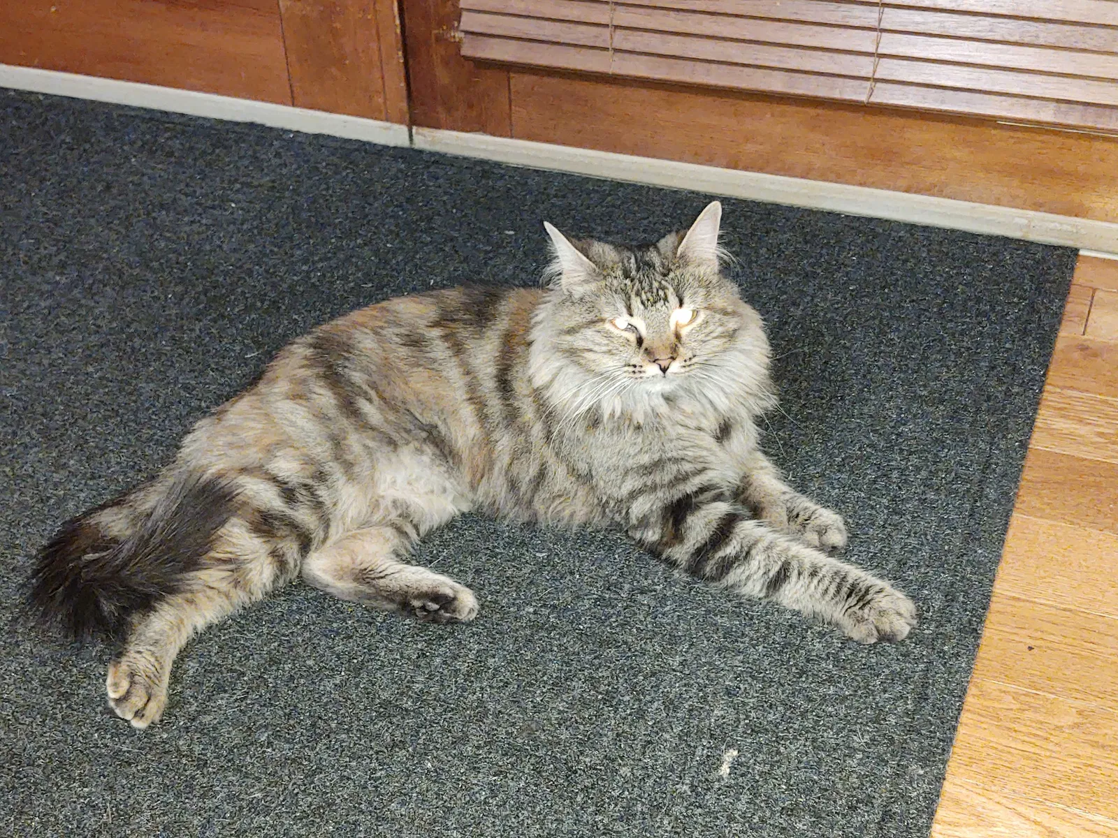 Lost cat in Saint Joseph, MI, 49085