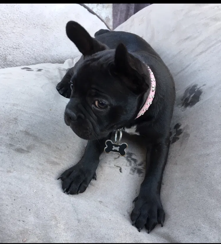 Lost dog in Santa Barbara, CA, 93103