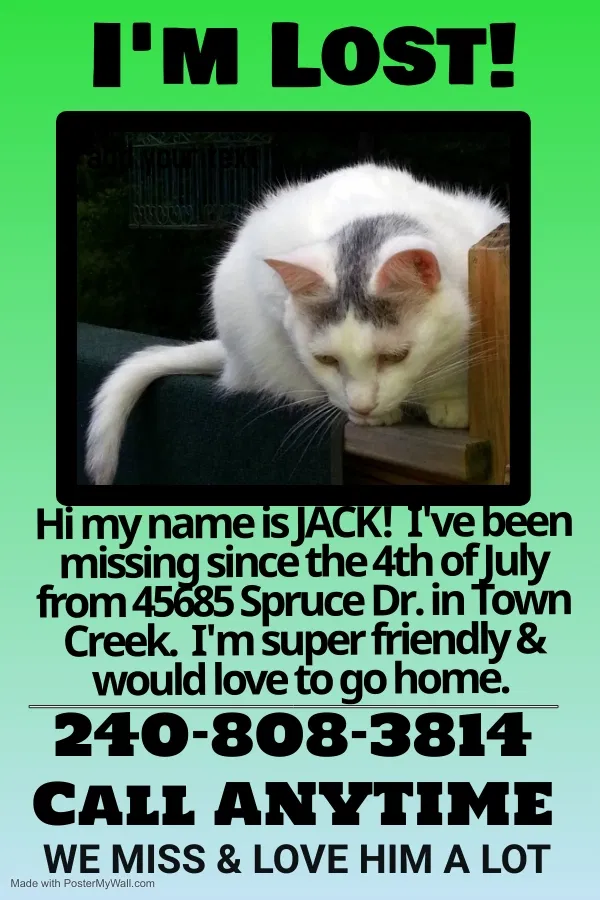 Lost cat in Lexington Park, MD, 20653