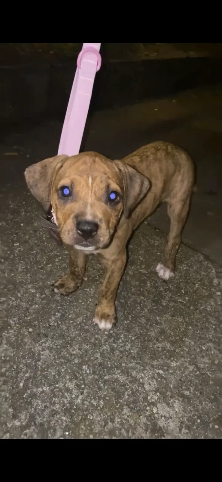 Lost dog in Savannah, GA, 31406