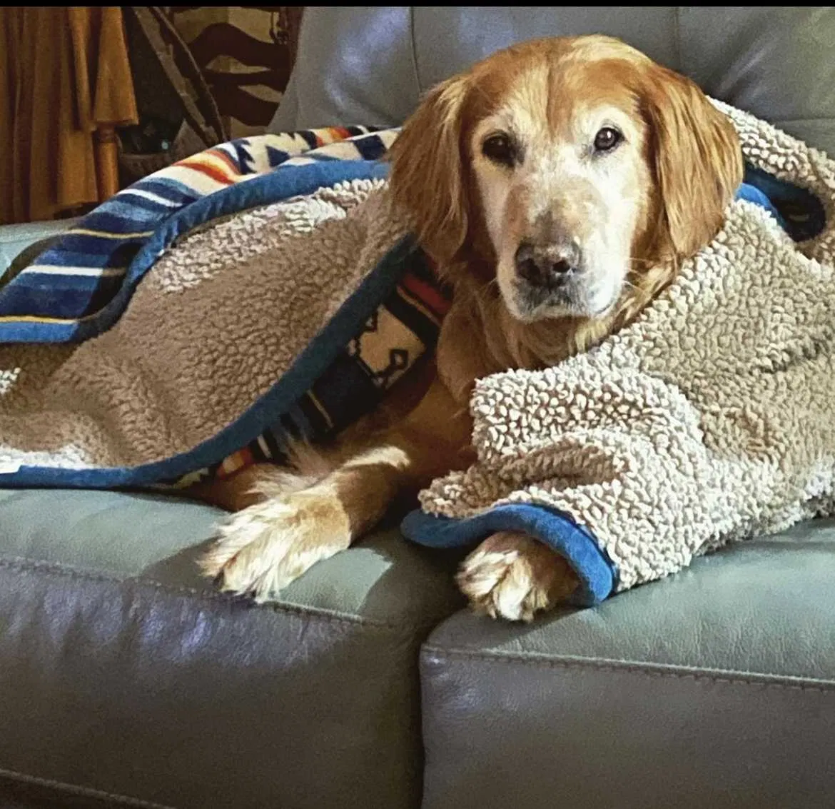 Lost dog in Chattanooga, TN, 37411