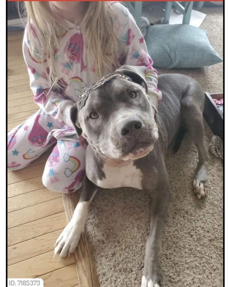 Lost dog in Portland, MI, 48875