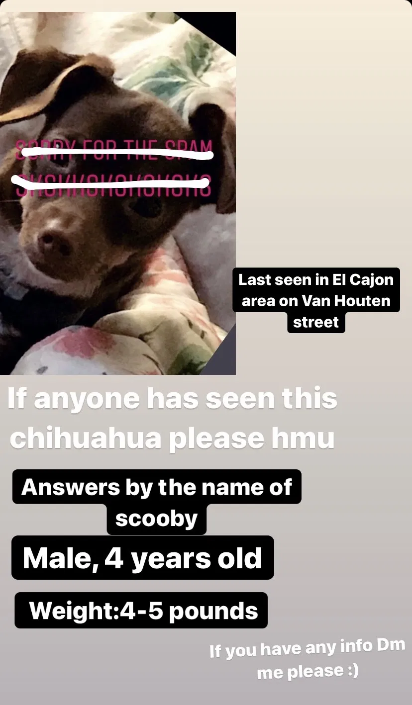 Lost dog in El Cajon, CA, 92020