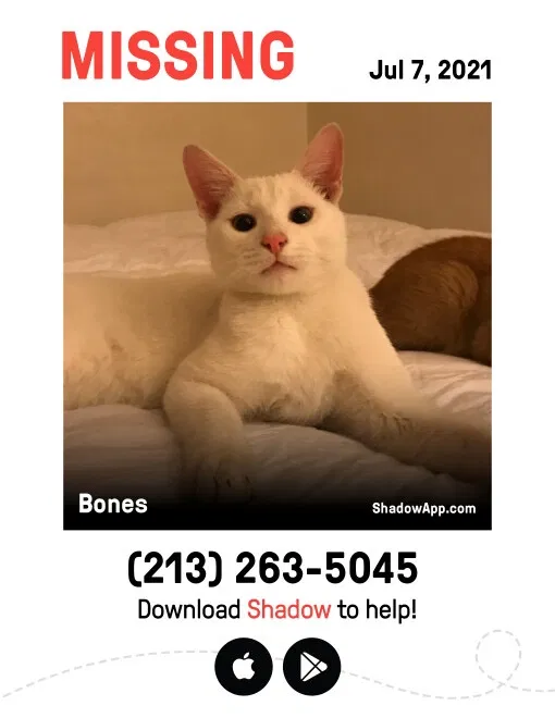 Lost cat in Downey, CA, 90240