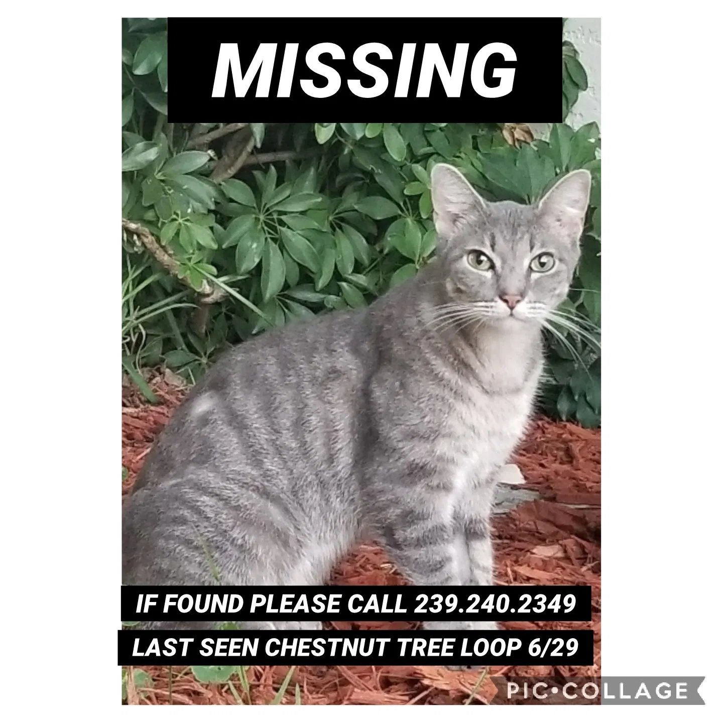 Lost cat in Fort Myers, FL, 33967