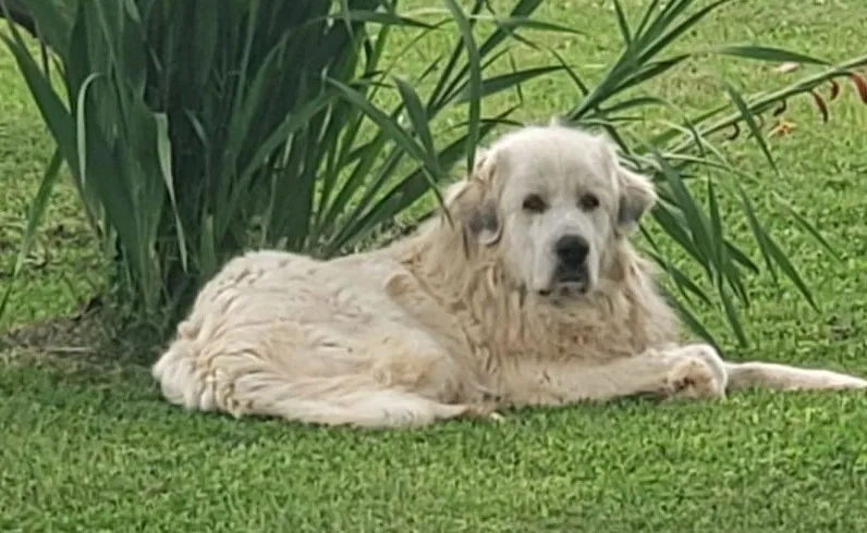 Lost dog in Lawley, AL, 36793