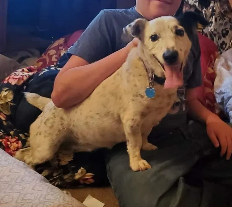 Lost dog in Martinsville, VA, 24112