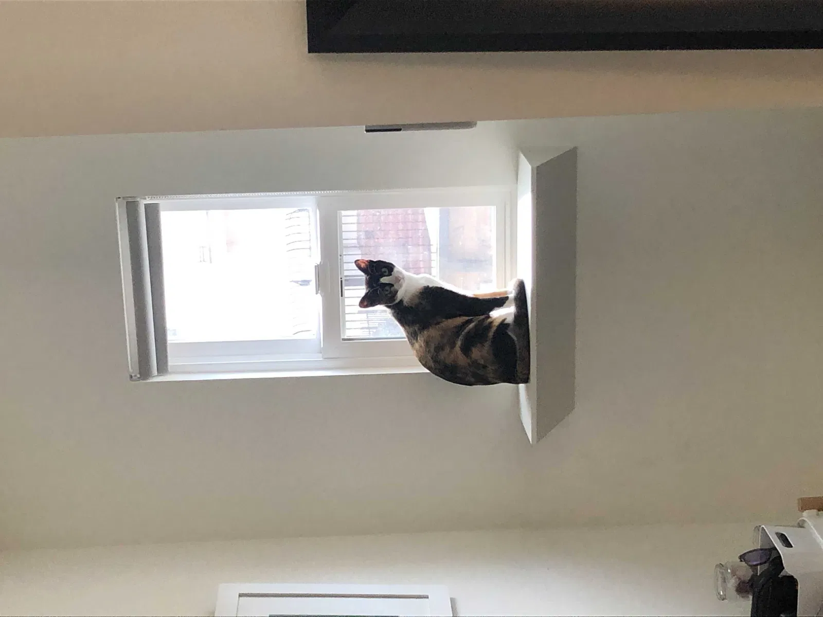 Lost cat in Los Angeles, CA, 90026