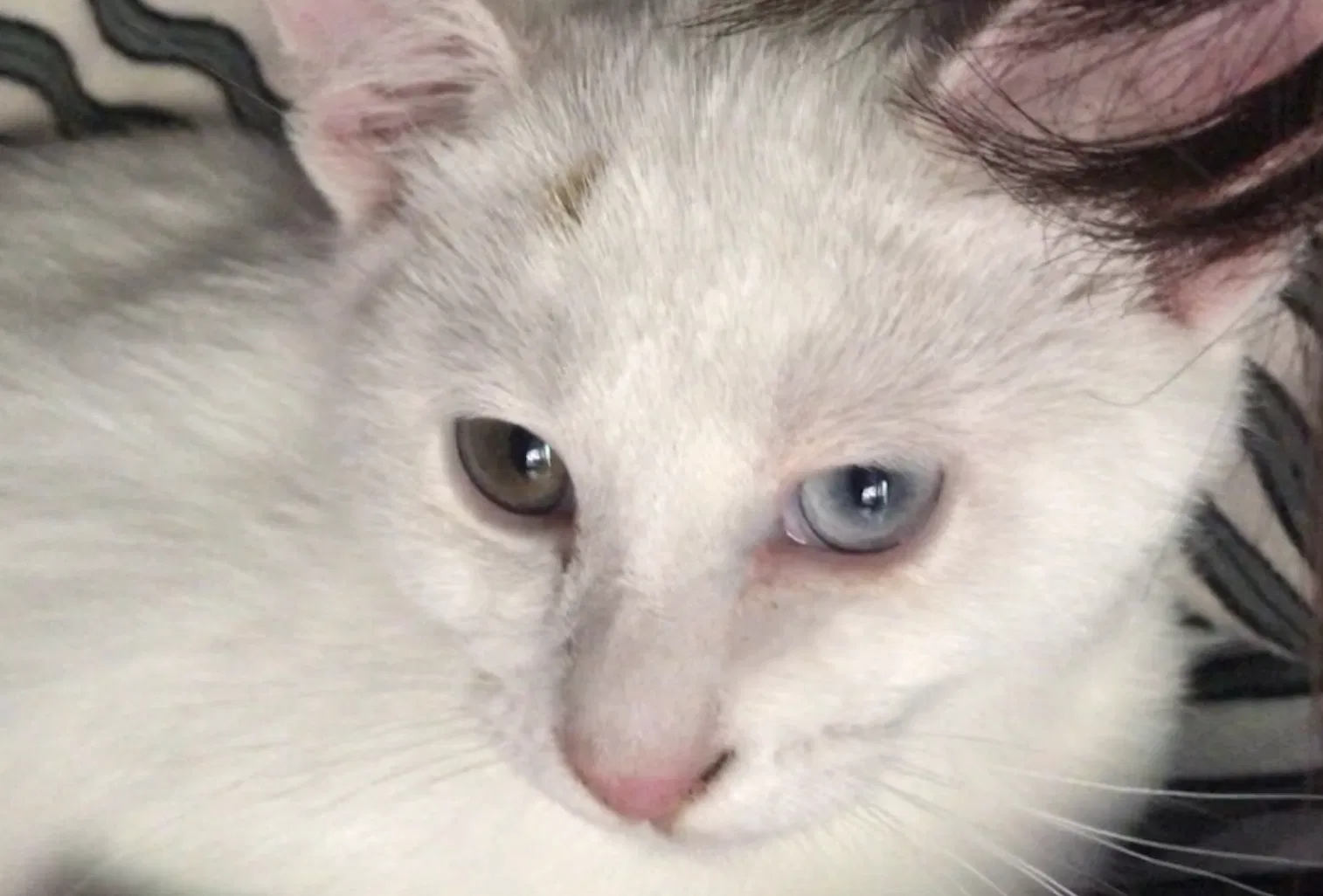 Lost cat in Downey, CA, 90240