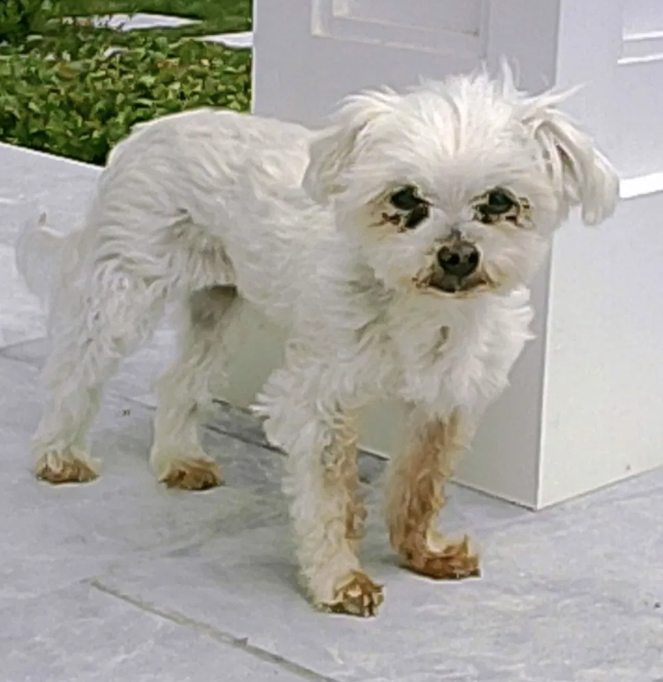 Lost dog in Southampton, NY, 11968