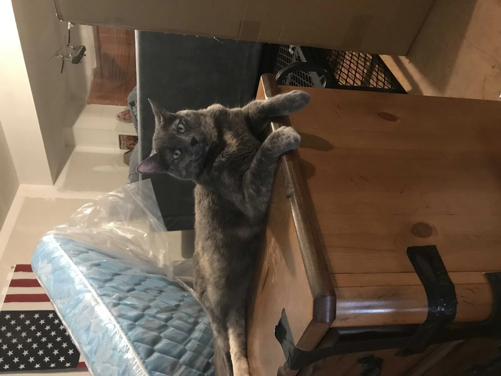 Lost cat in Salt Lake City, UT, 84106
