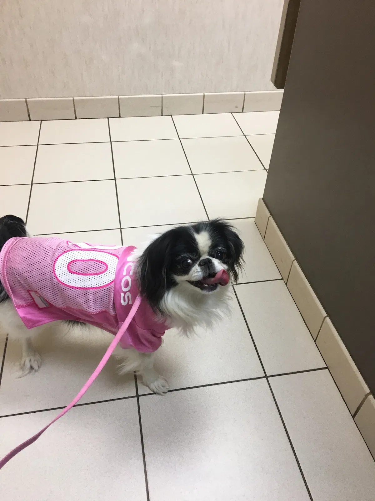 Lost dog in Colorado Springs, CO, 80909