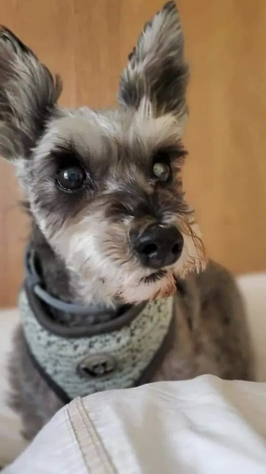 Lost dog in Maryville, TN, 37804