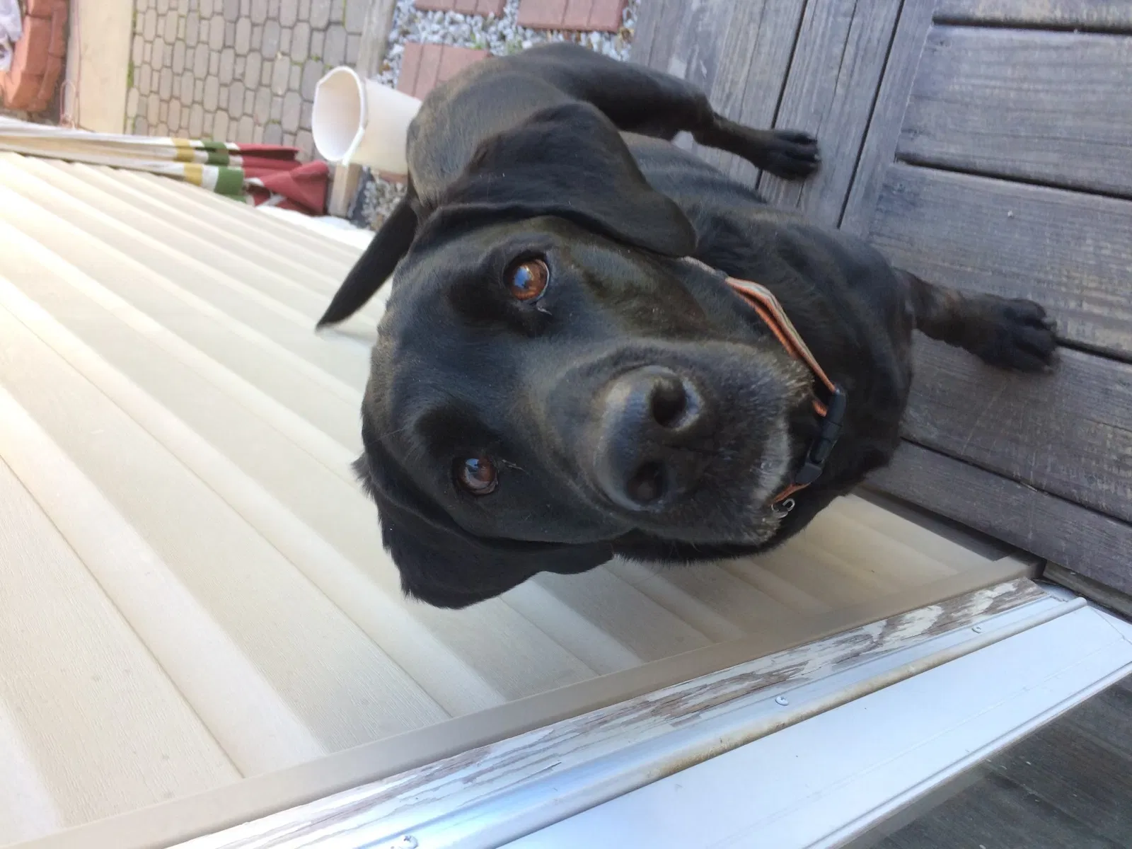 Lost dog in Staunton, IL, 62088