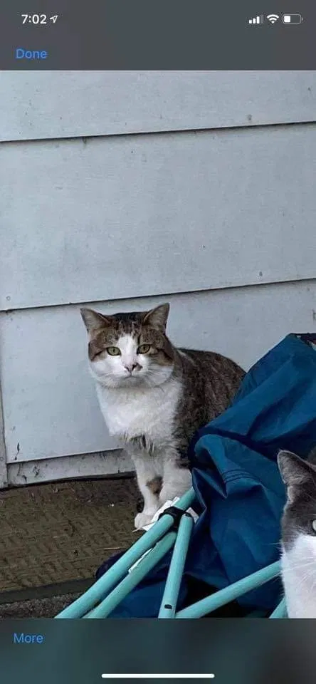 Lost cat in Kalamazoo, MI, 49048