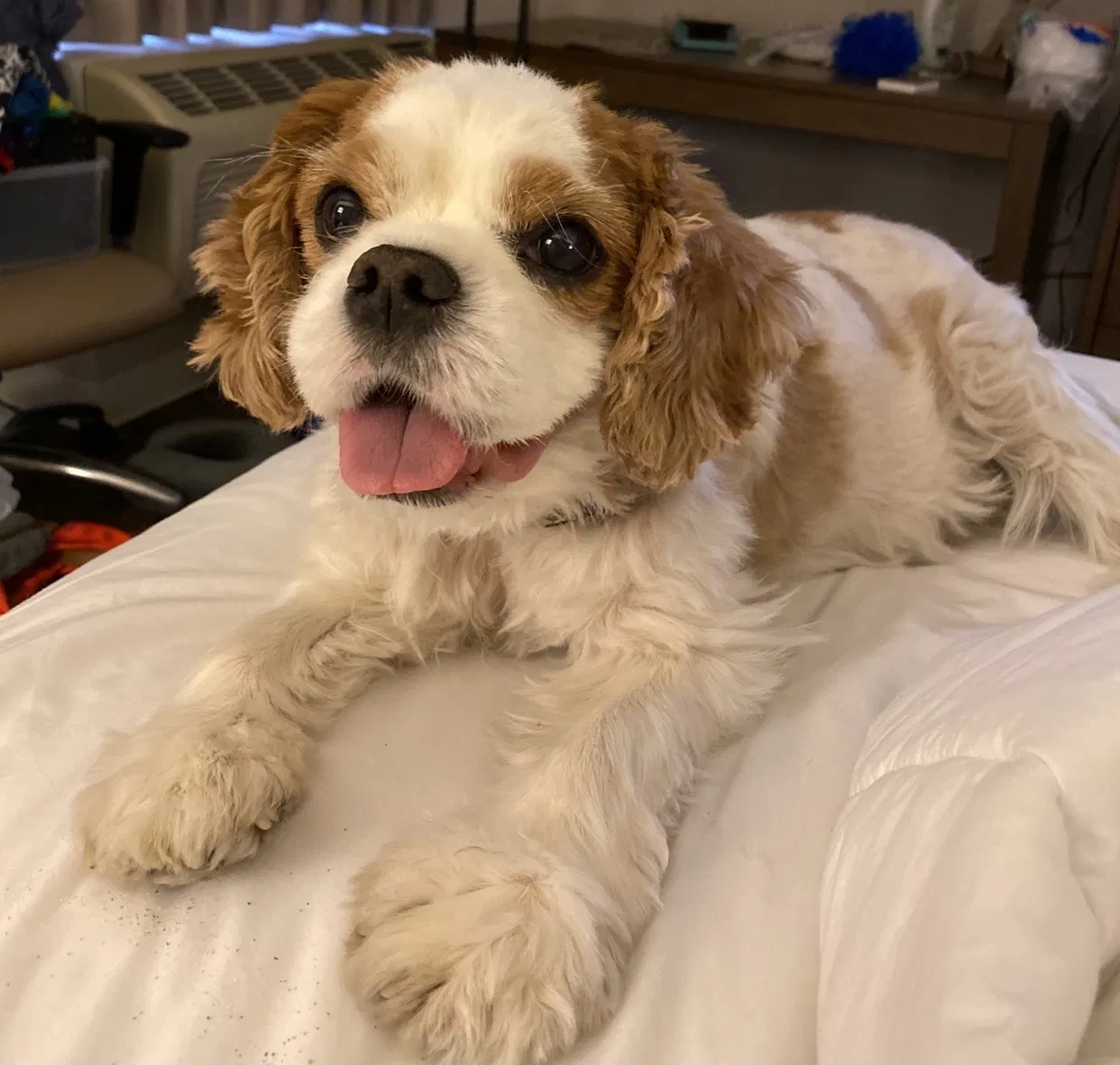 Lost dog in Lady Lake, FL, 32159