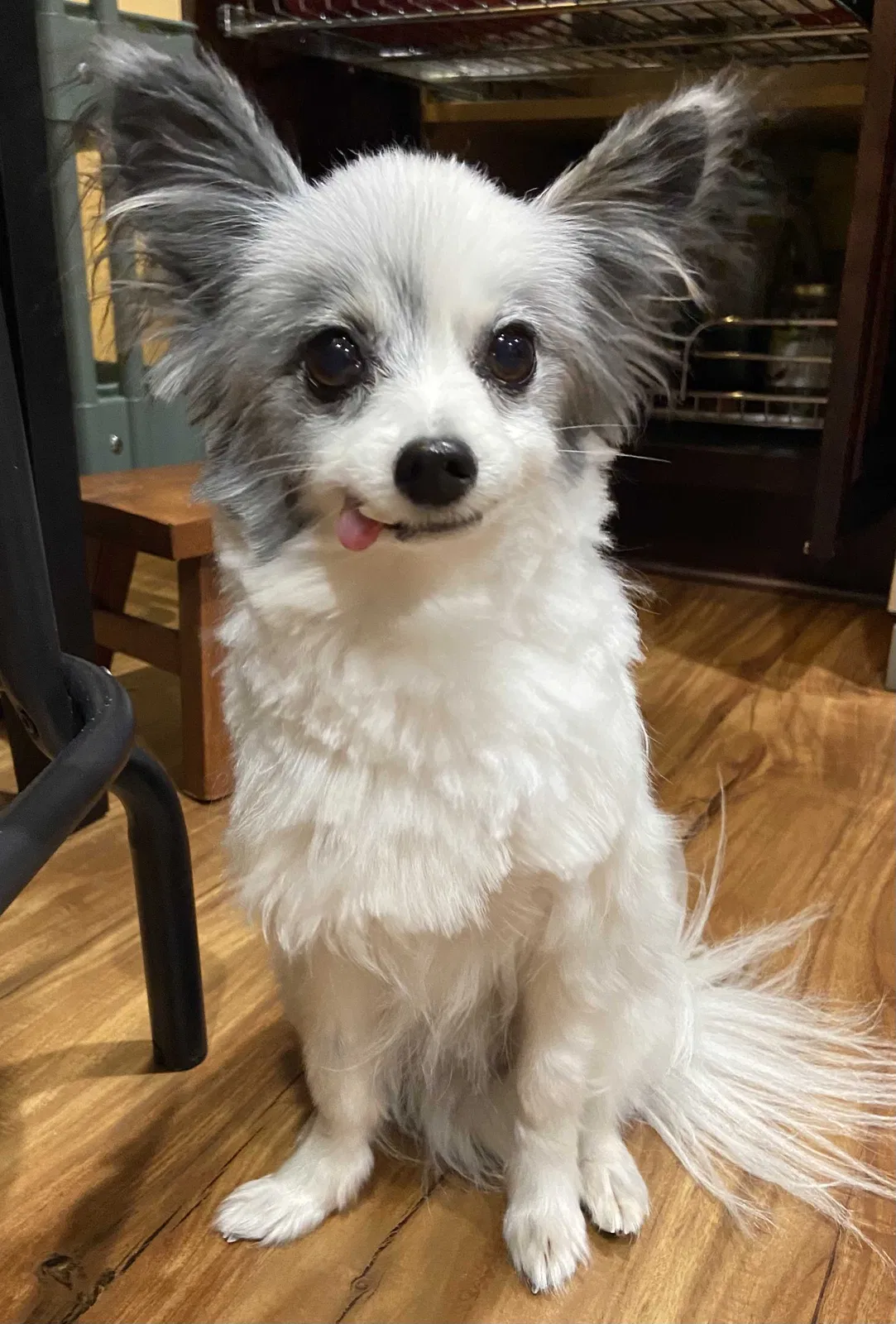 Lost dog in Suffolk, VA, 23435