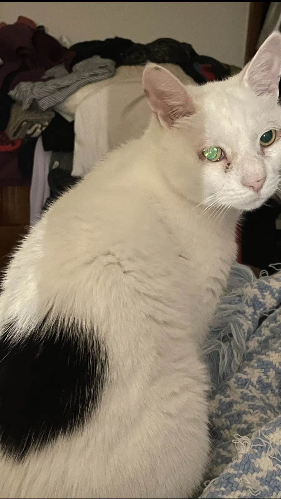 Lost cat in Madison, WI, 53704