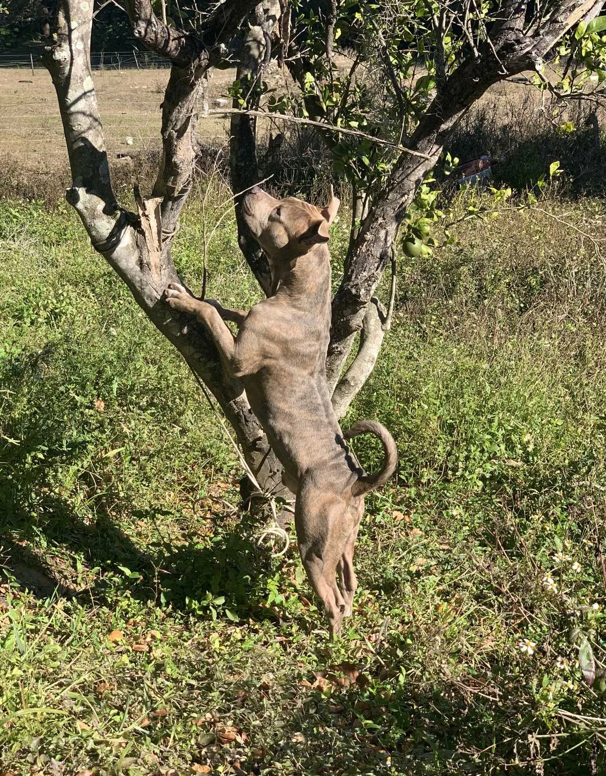 Lost dog in Dade City, FL, 33523